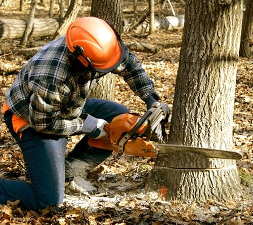 Tree Removal in Musella, GA